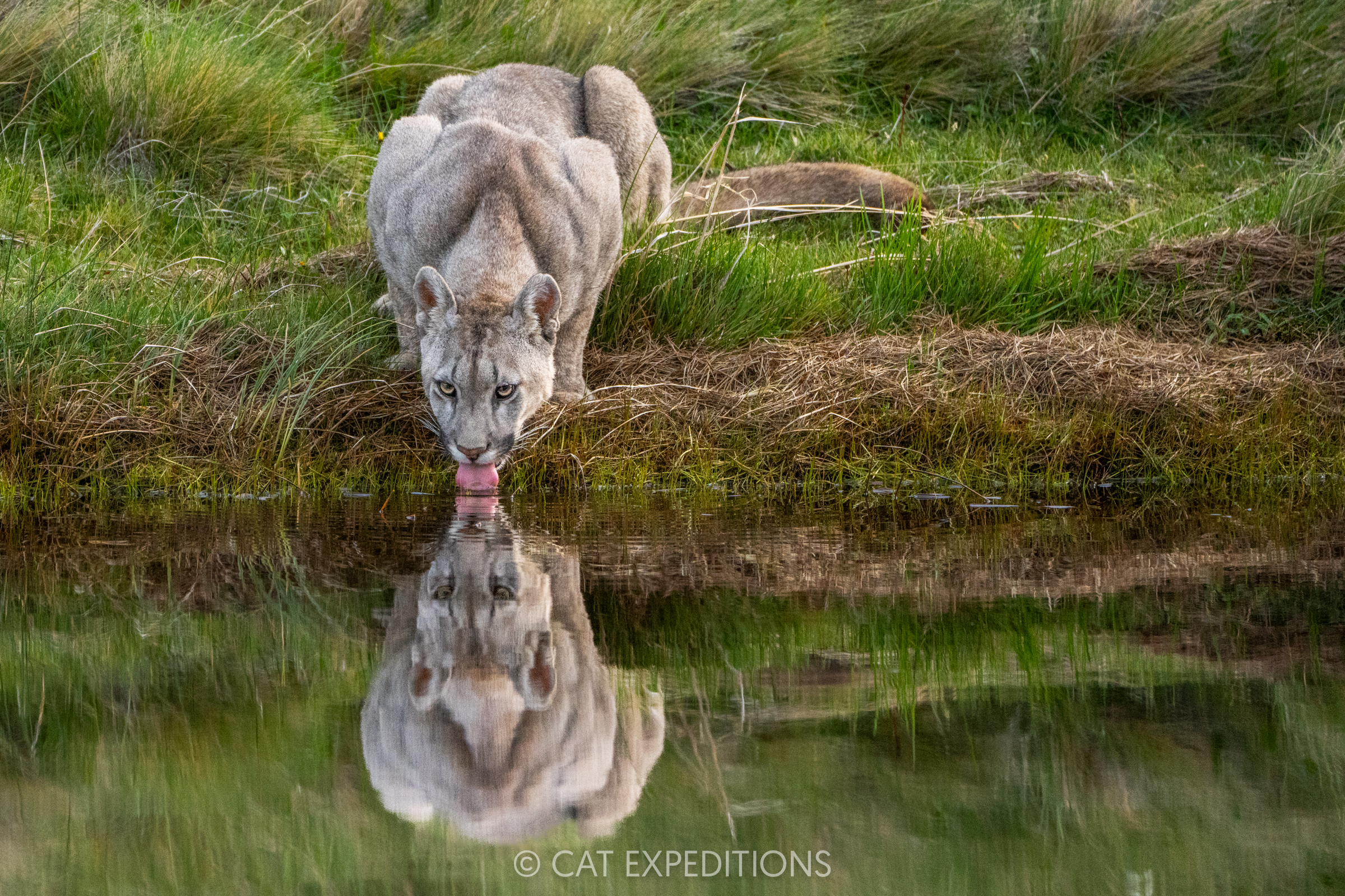 Puma male drinking, taken during our pumas of Patagonia photo tour in 2024.