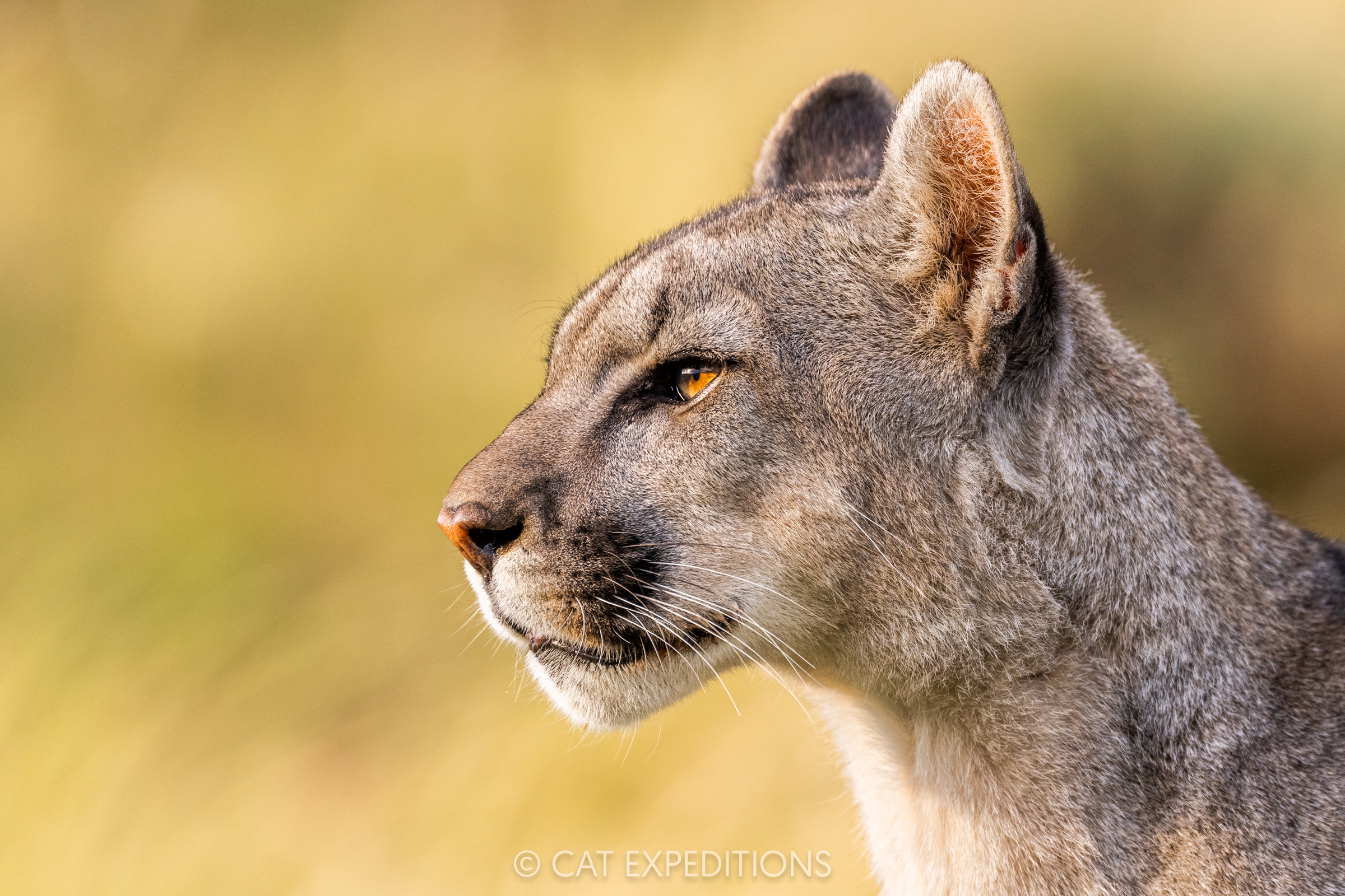 Puma male kitten, taken during our pumas of Patagonia photo tour in 2024.