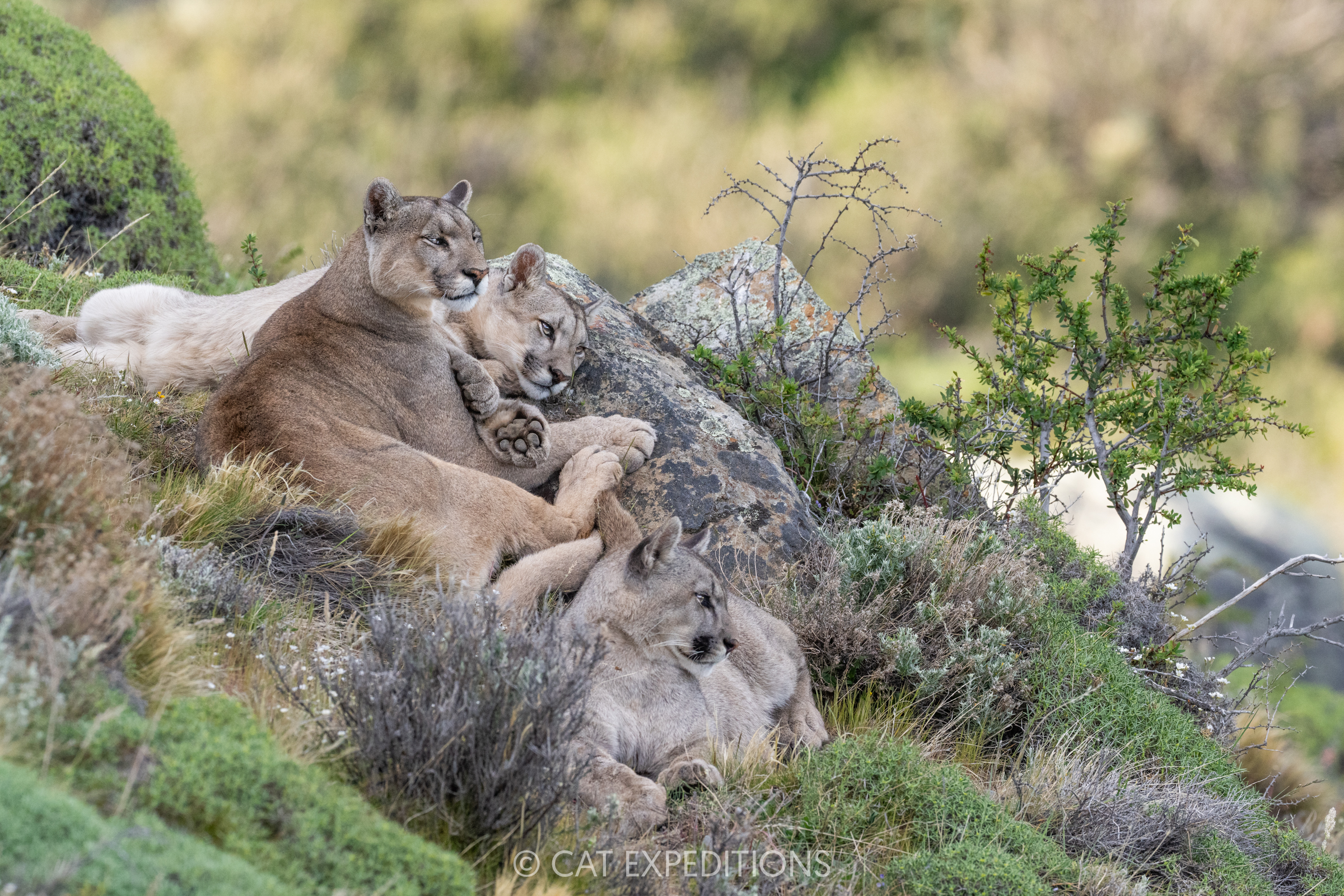 Puma mother, Petaka, and her two kittens during our pumas of Patagonia photo tour in 2024.