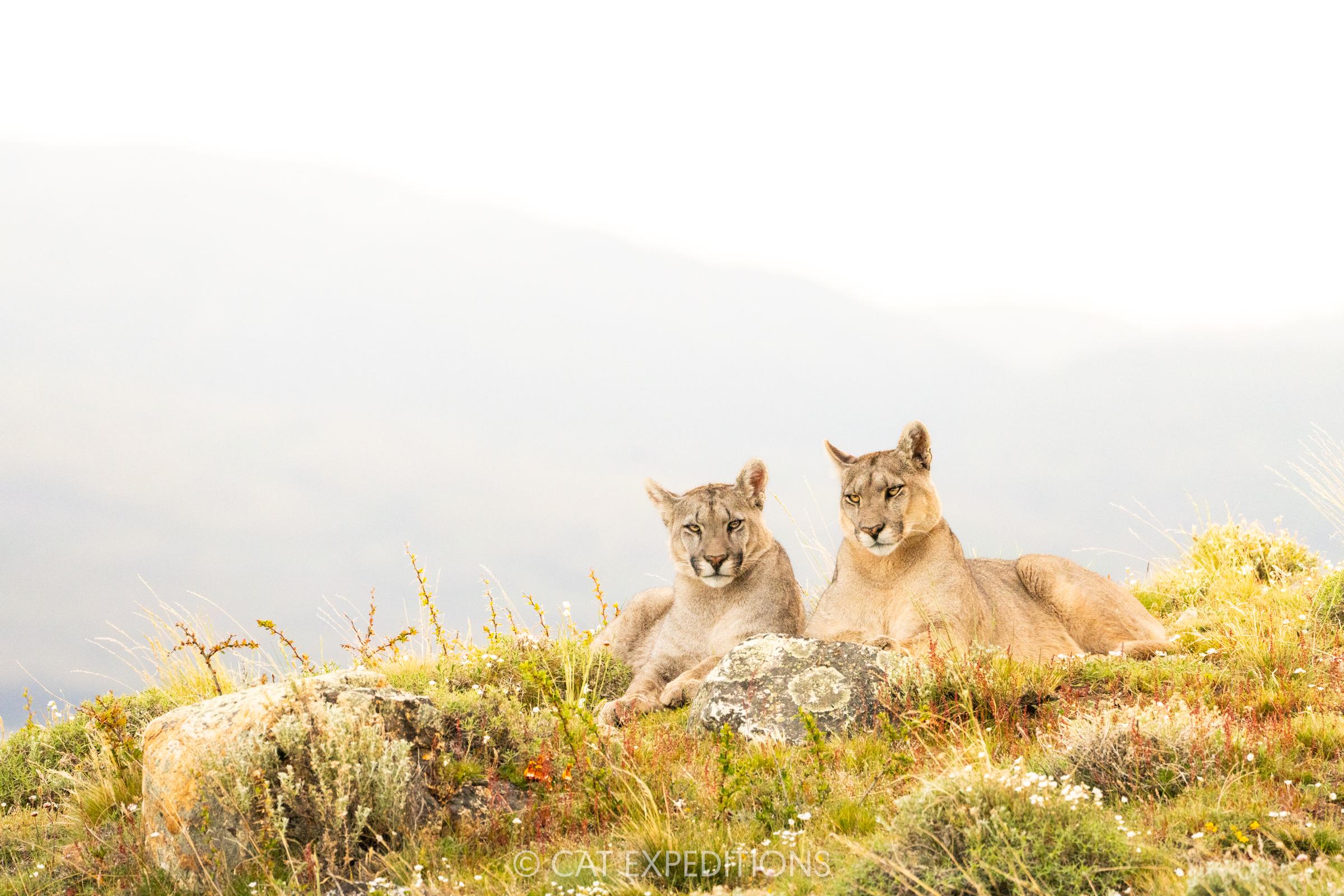 Puma mother and male cub, taken during our pumas of Patagonia photo tour in 2024.