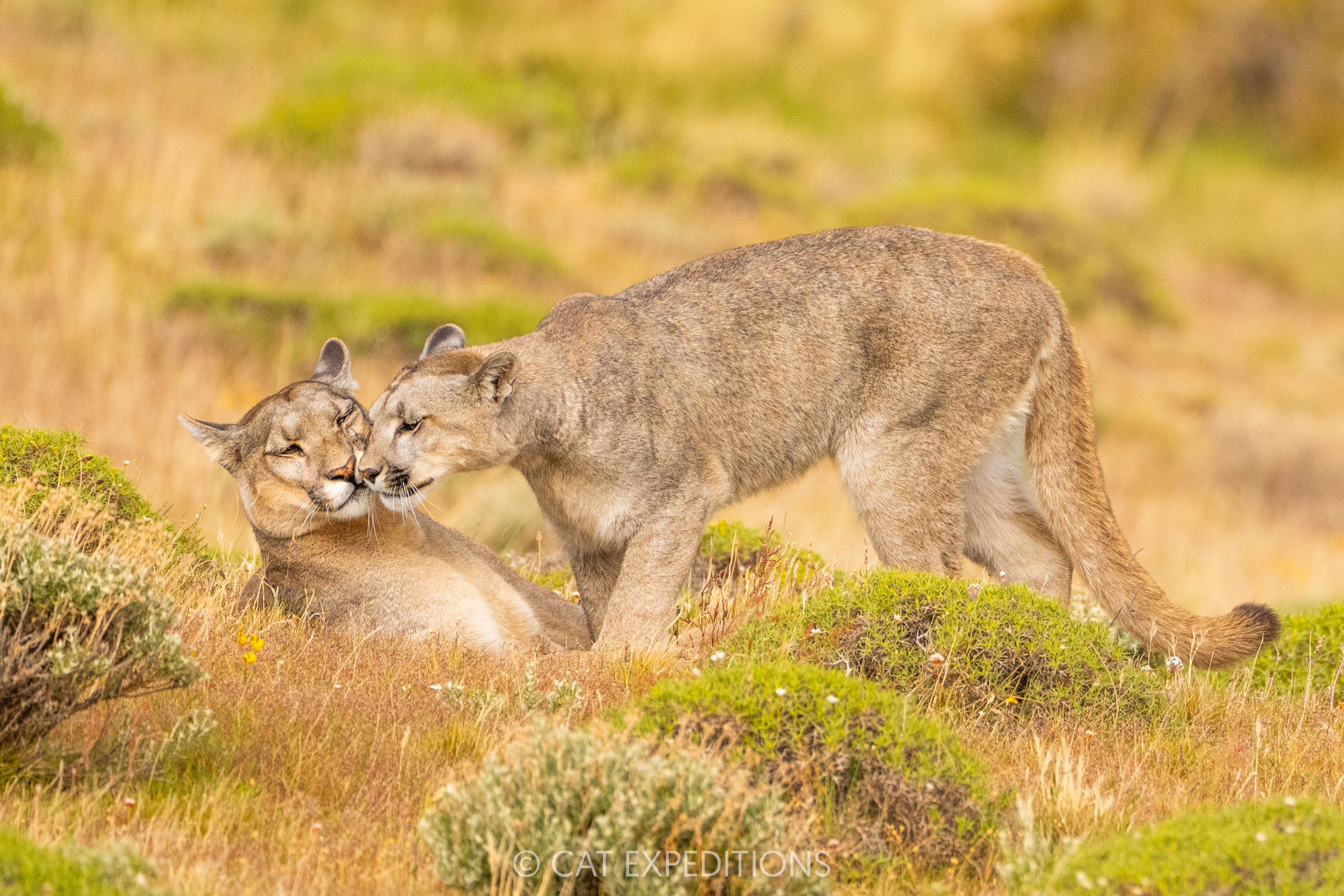 Petaka and her female kitten nuzzling, taken during our pumas of patagonia photo tour in 2024.