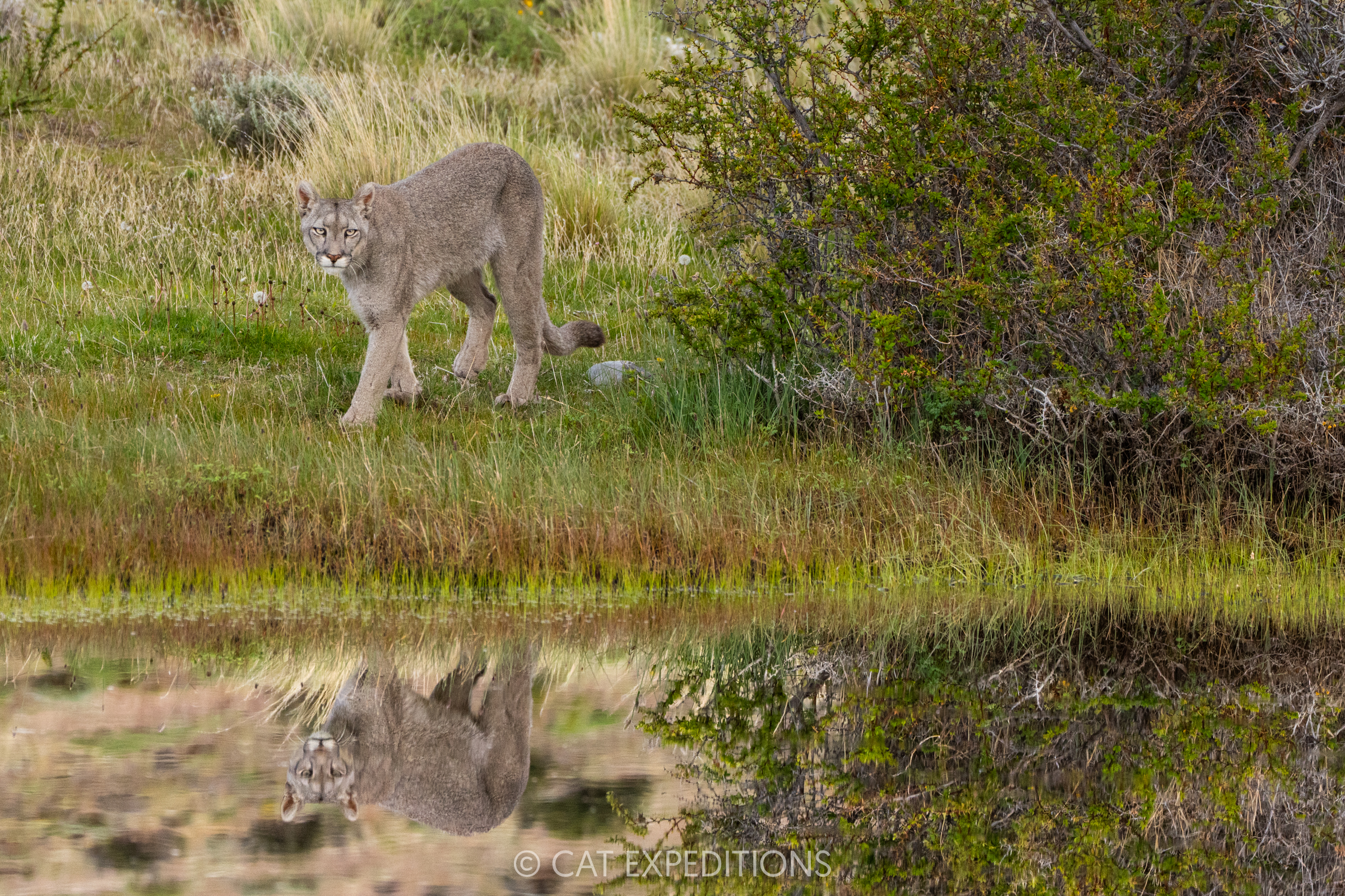Female puma, Amarga, coming to pond to drink, taken during our pumas of Patagonia photo tour in 2024