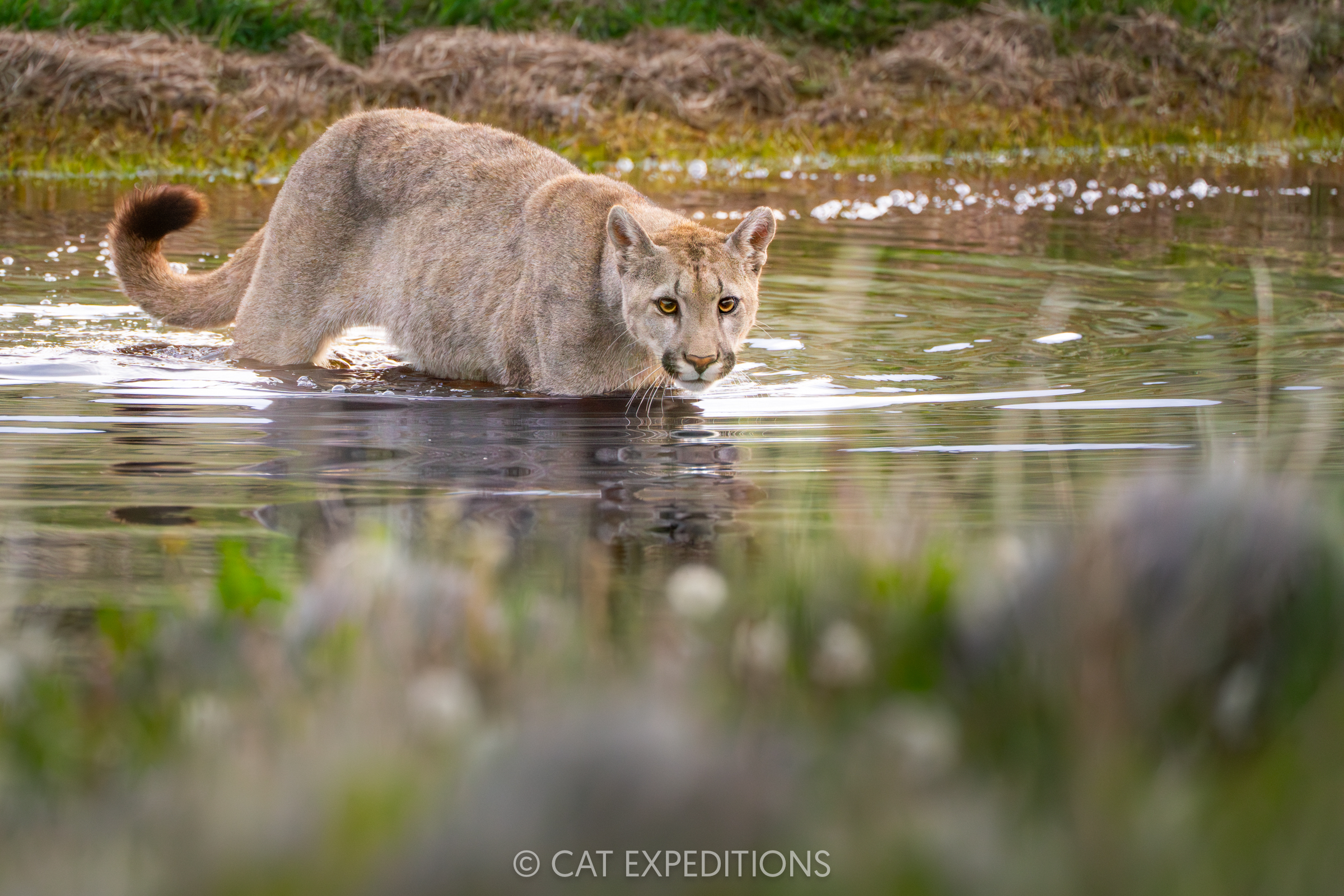 Male puma kitten wading in water, taken during our pumas of Patagonia photo tour in 2024.