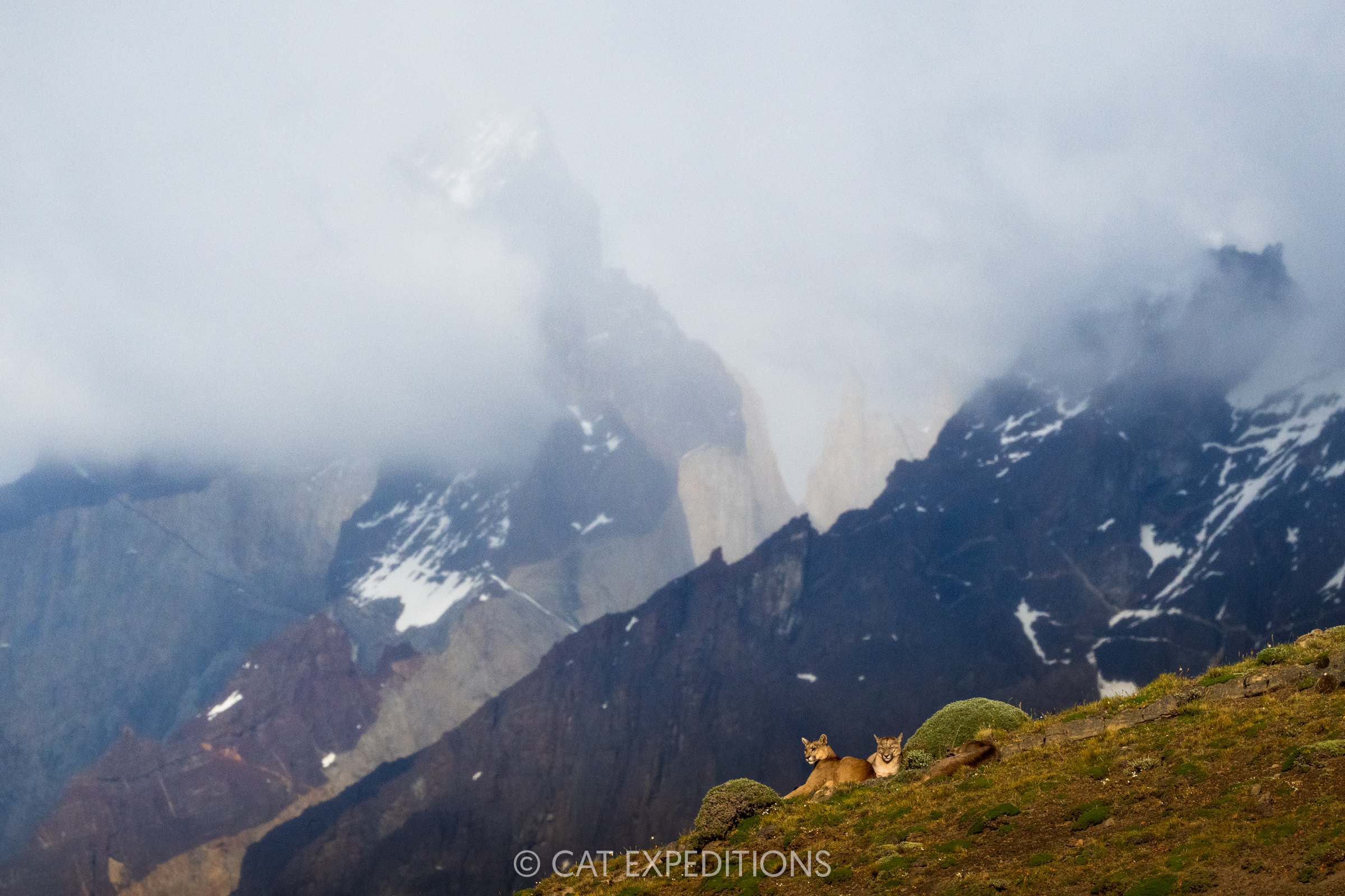 Mother puma and kitten with mountains, taken during our pumas of Patagonia photo tour in 2024.