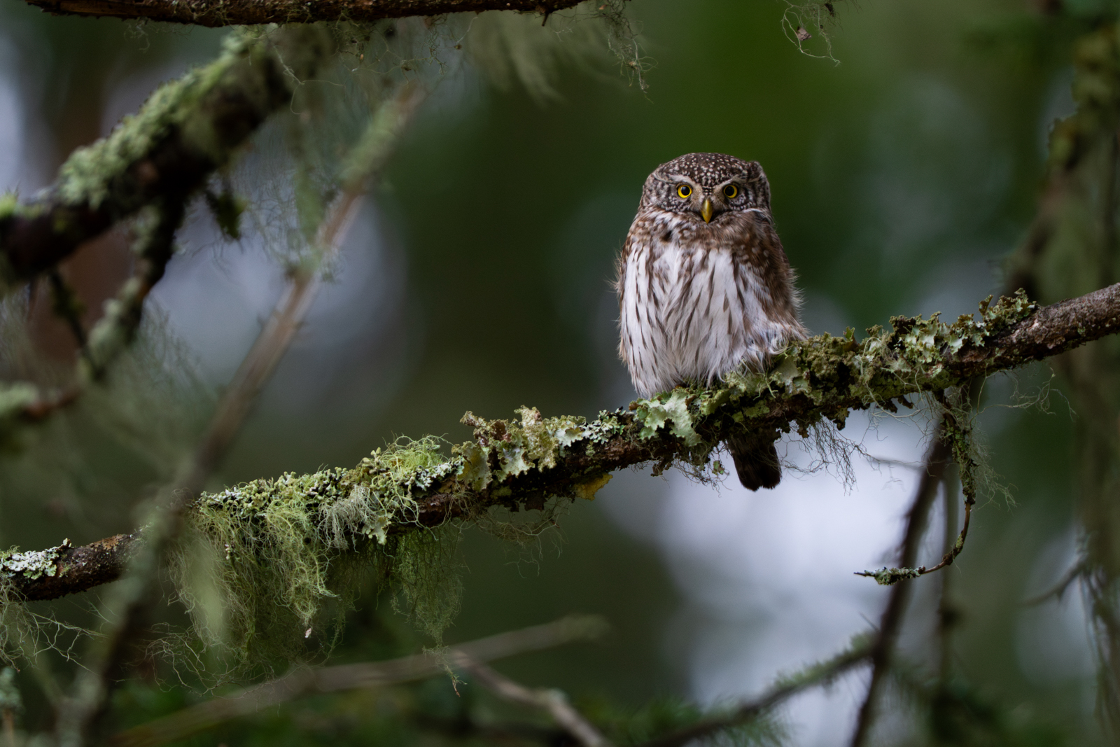 Pygmy Owl in Estonia