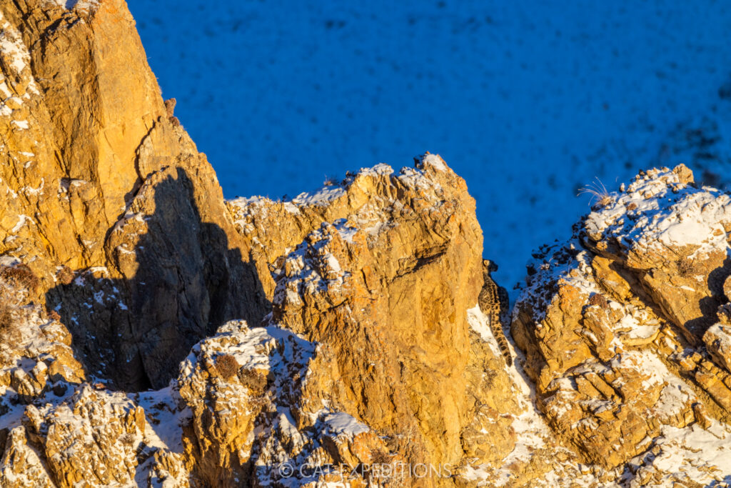 Snow leopard camouflaged at sunset, taken during our Snow Leopards of Mongolia Photo Tour in 2025