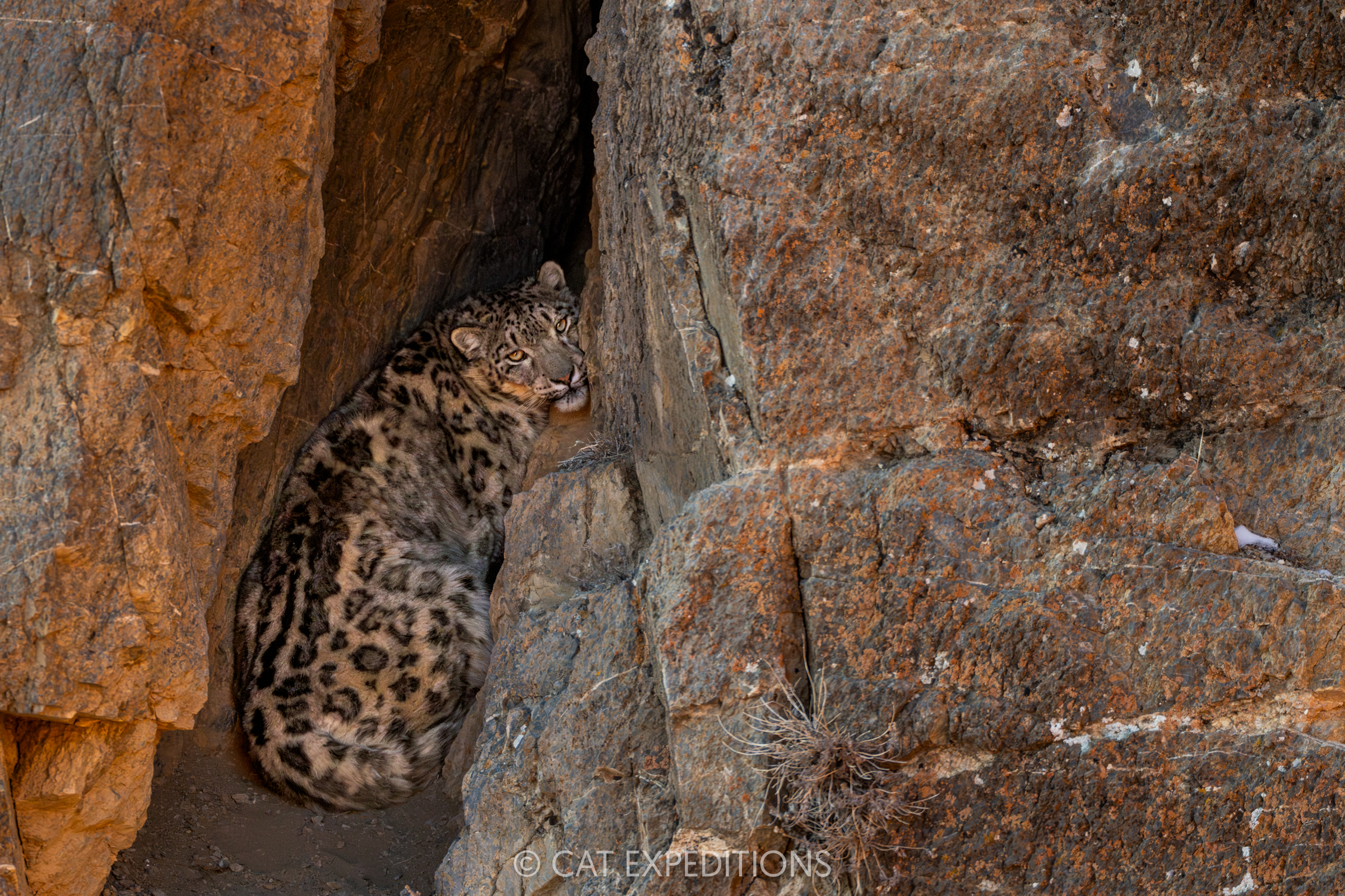 Featured image for “Snow Leopards of Mongolia 2025 Trip Report”