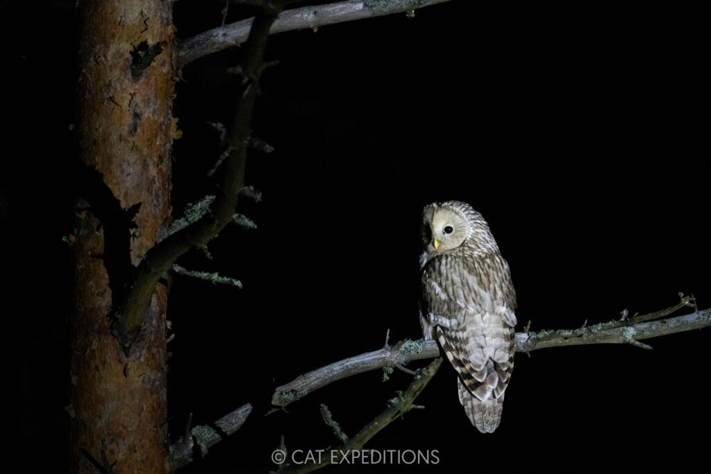 Ural owl at night in Estonia