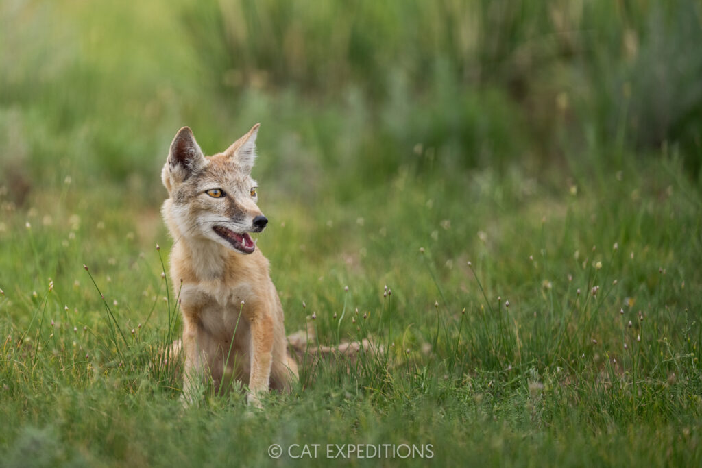 Corsac fox taken during our third manul of Mongolia photo tour in 2025.