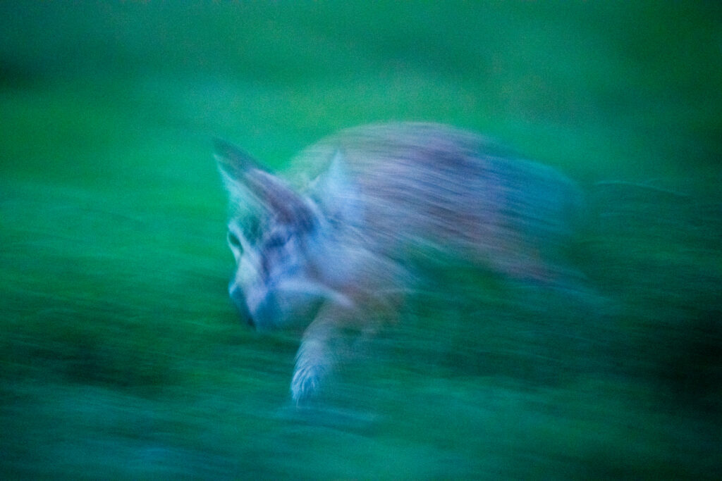 Corsac fox at very low light, as we returned to camp. Taken during our second manul of Mongolia photo tour in 2025.