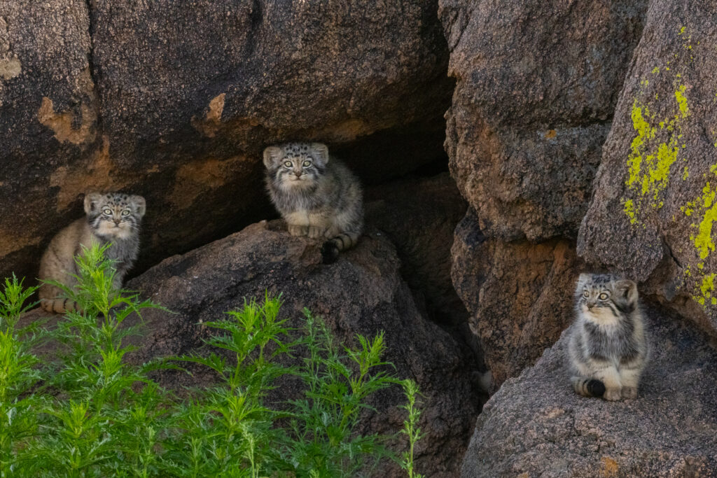 Manul kittens during a play-break, taken during our second manuls of Mongolia photo tour in 2025