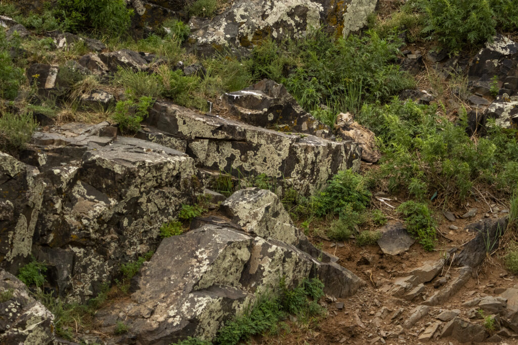 Eurasian Eagle-Owl chick perfectly camouflaged into the cliff. Taken during our second manul of mongolia photo tour in 2025.
