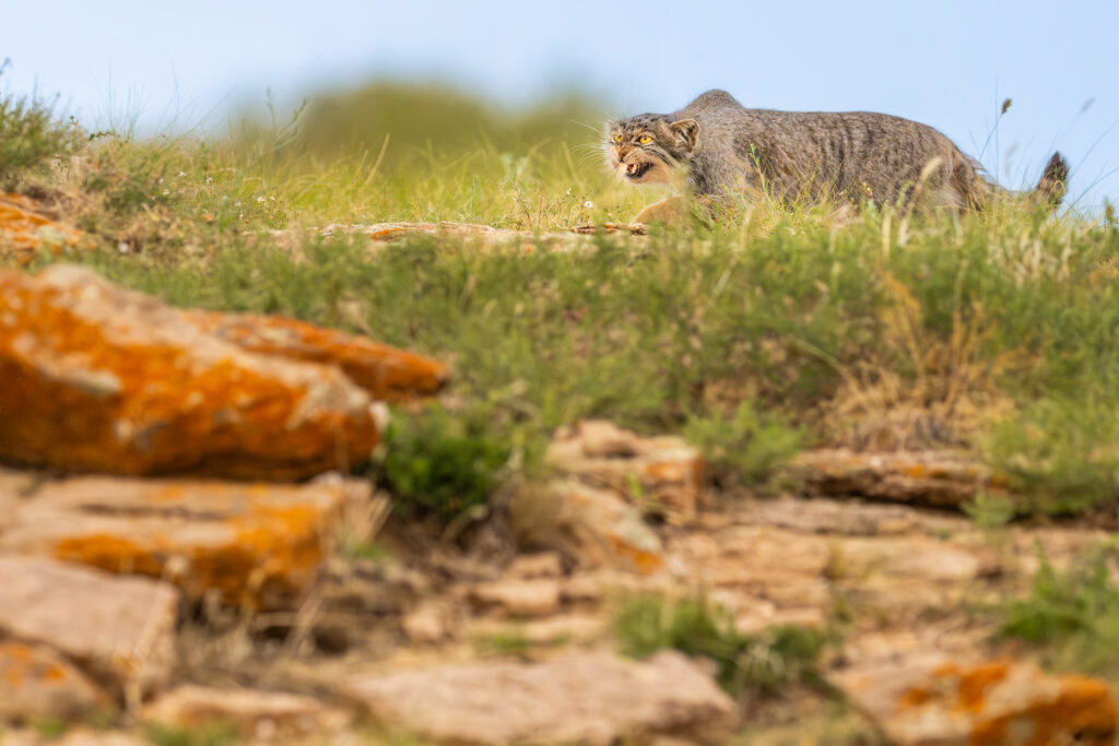Female manul, Nutella, hissing at birds while approaching den. Taken during our 2025 manul of Mongolia photo tour.