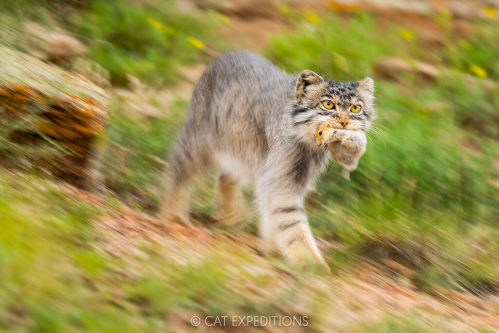 Manul female, Nutella, carrying Brandt's vole prey back to den in Mongolia. Taken during our second 2025 manul of Mongolia photo tour.