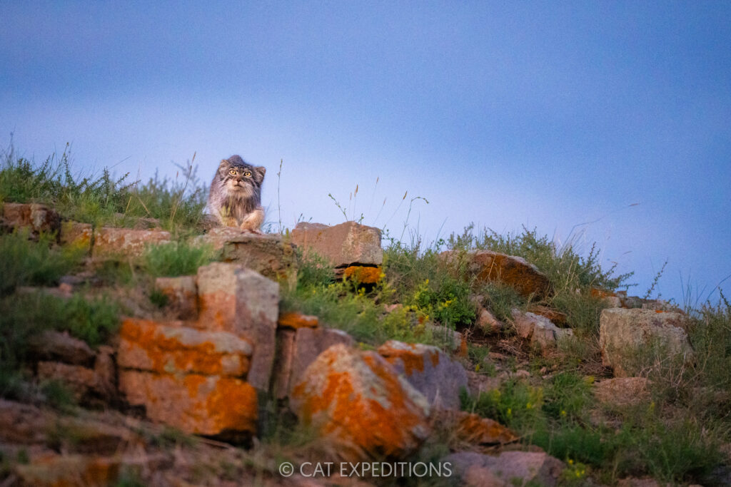Manul female, Nutella, during low light in Mongolia. Taken during our second 2025 manul of Mongolia photo tour.