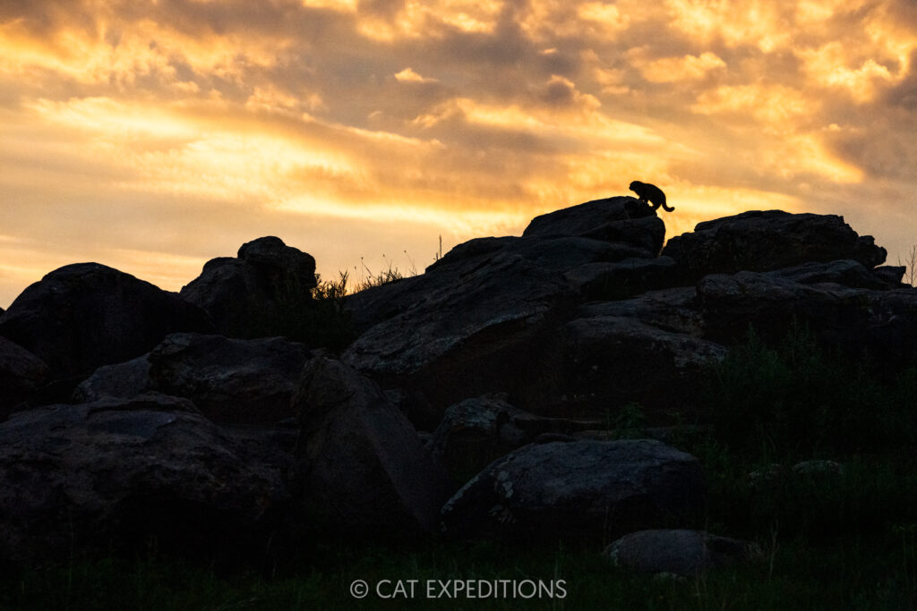 Manul kitten at den, silhouetted at sunrise, taken during our third manul of Mongolia photo tour in 2025.