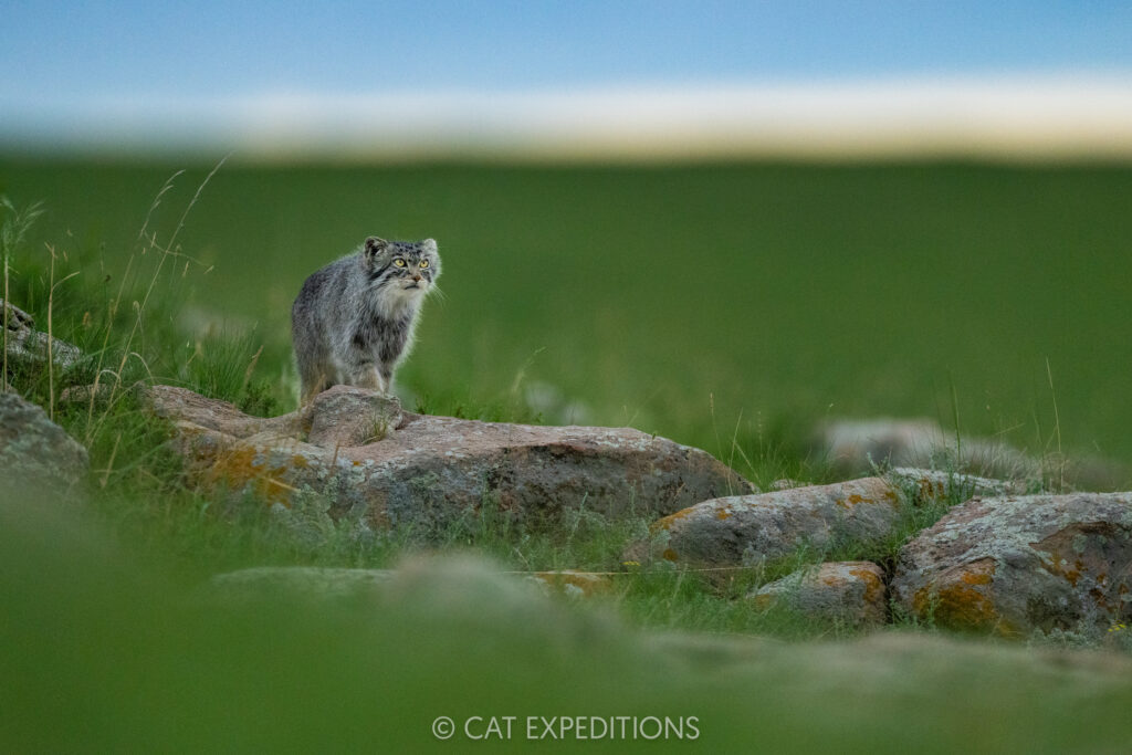 Manul female Nutella, taken during our third manuls of Mongolia photo tour in 2025.