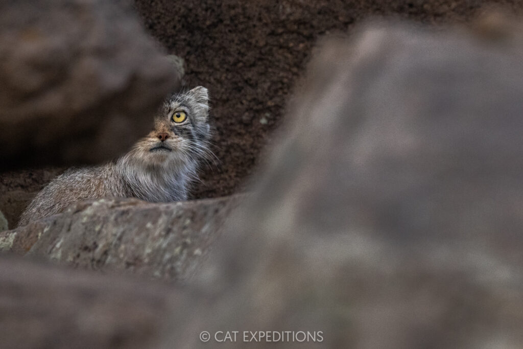 Manul female, Nutella, peeking from den during our second manul of Mongolia photo tour in 2025.