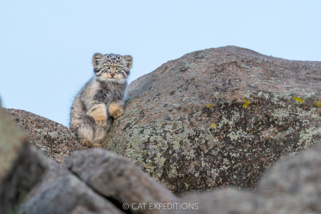 Eight week old manul kitten in Mongolia. Taken during our third manul of Mongolia photo tour in 2025.