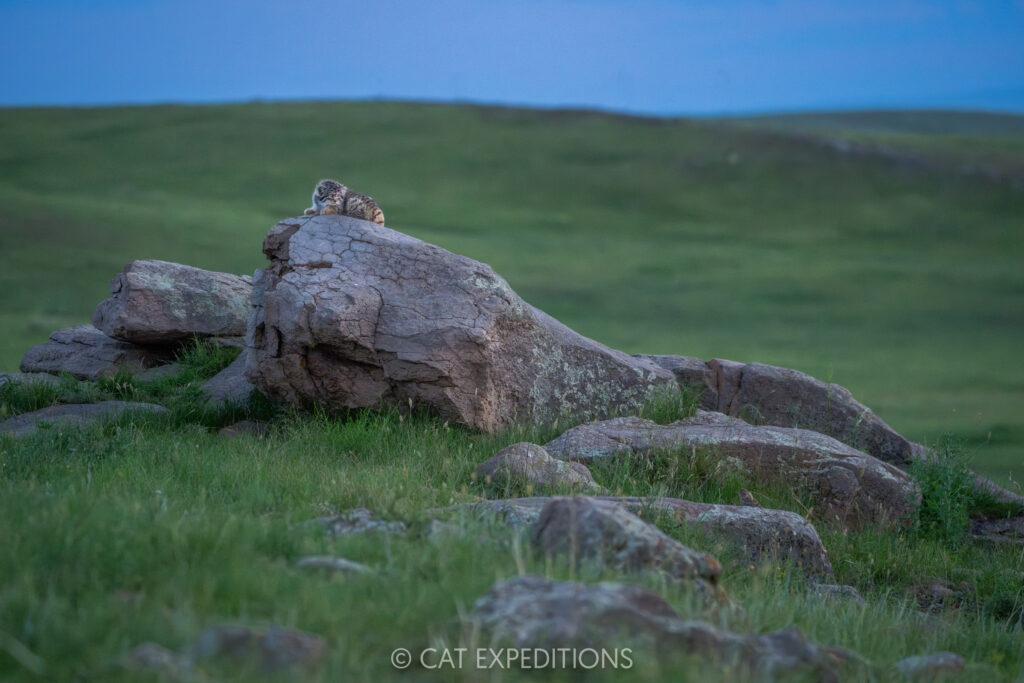 Manul kitten at den during our third manul of Mongolia photo tour in 2025.