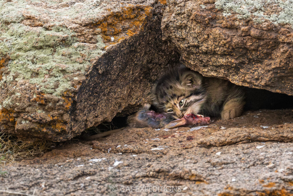 A four week old manul kitten feeds on a Siberian jerboa during our 2025 manul photo tour.