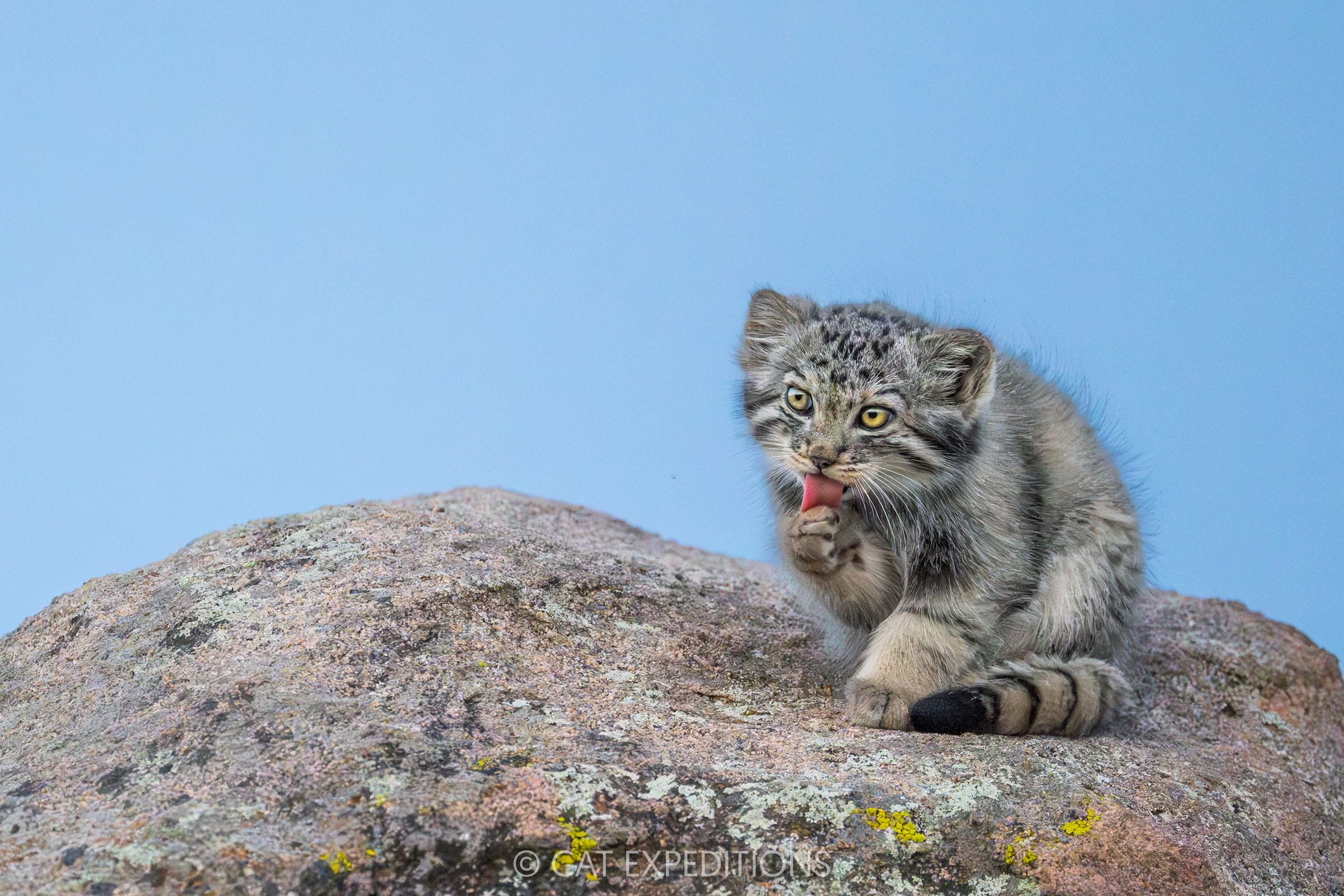 Featured image for “Manul of Mongolia 2025 Trip Report – Tour 3”