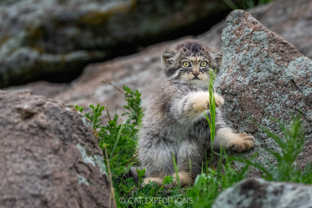 Manul kitten playing with grass in Mongolia. Taken during our third manul of Mongolia photo tour in 2025.