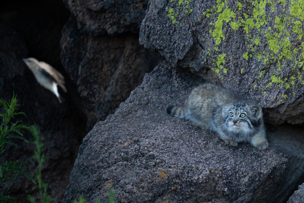 Manul kitten stalking songbird. Taken during our second manuls of Mongolia photo tour in 2025