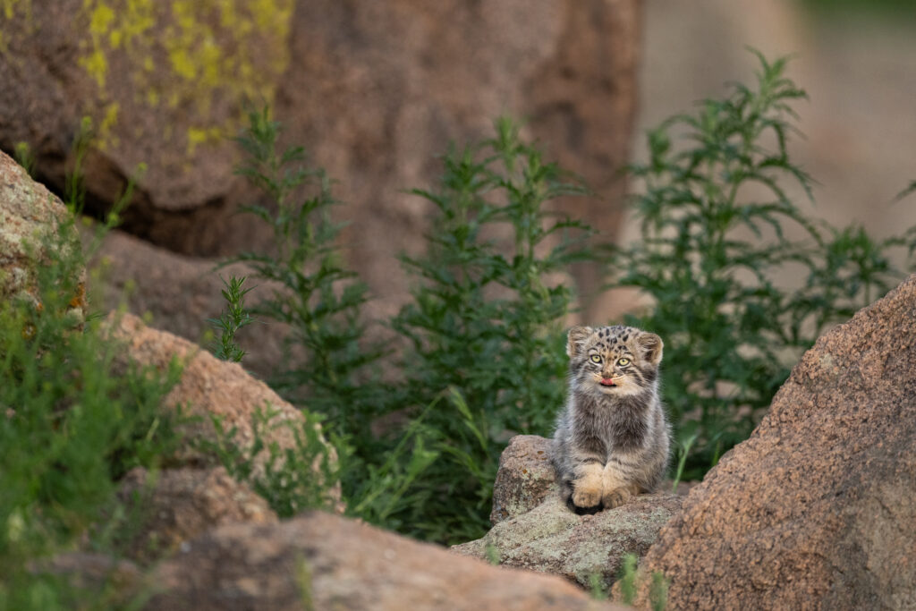Manul kitten sticking out tongue. Taken during our second manul of mongolia photo tour in 2025.