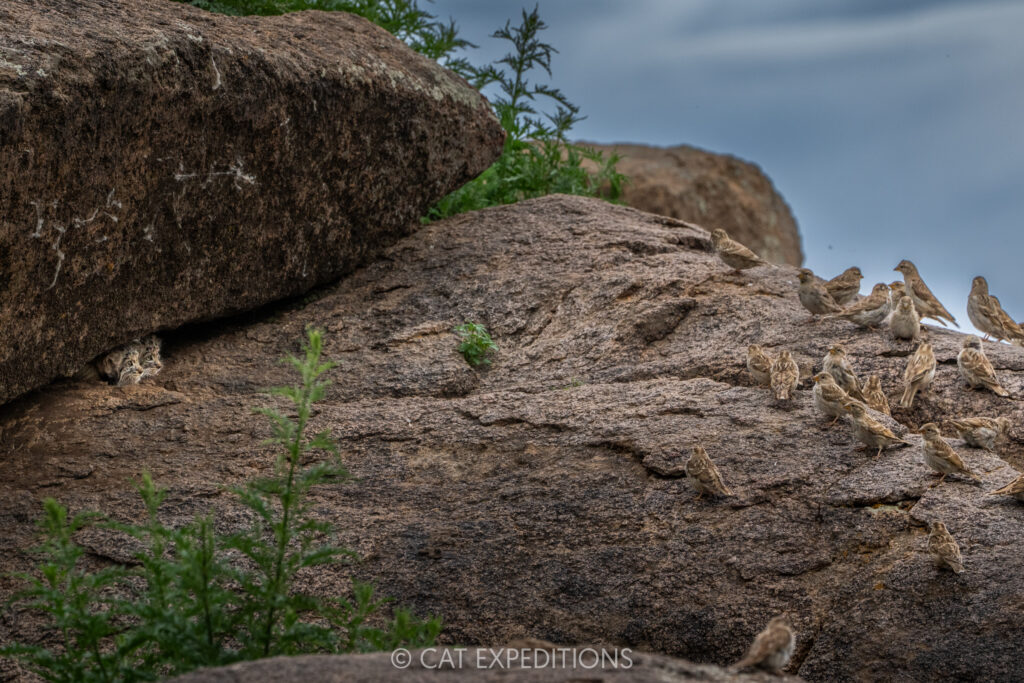 Manul kittens staring at rock sparrows during our second 2025 manul of mongolia photo tour.