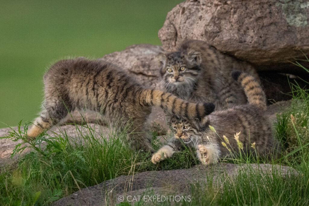 Manul kittens, P, B, and J, playing during our third manul of Mongolia photo tour in 2025.