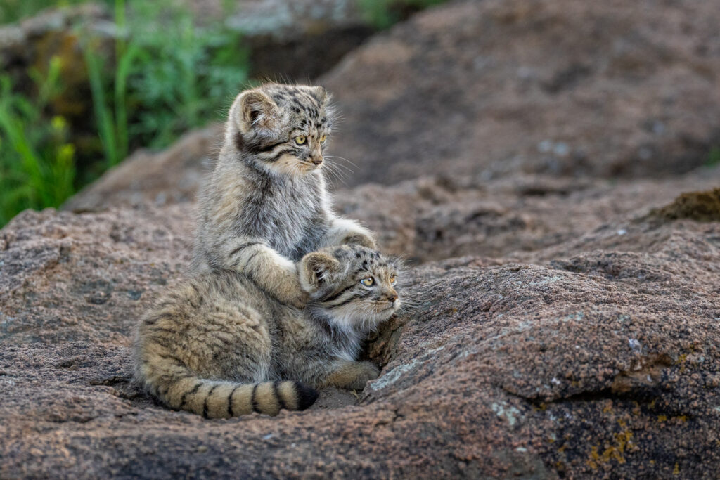 Manul kittens playing during our second manul of Mongolia photo tour in 2025.