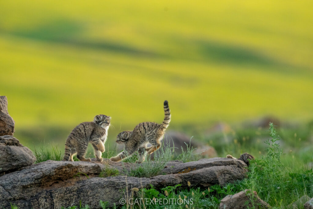 Manul kittens, P and B, playing during our third manul of Mongolia photo tour in 2025.