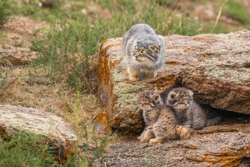 Manul mother, "Nutella", with two of her three kittens (four weeks old at the time) during our first of three manul photo tours in 2025
