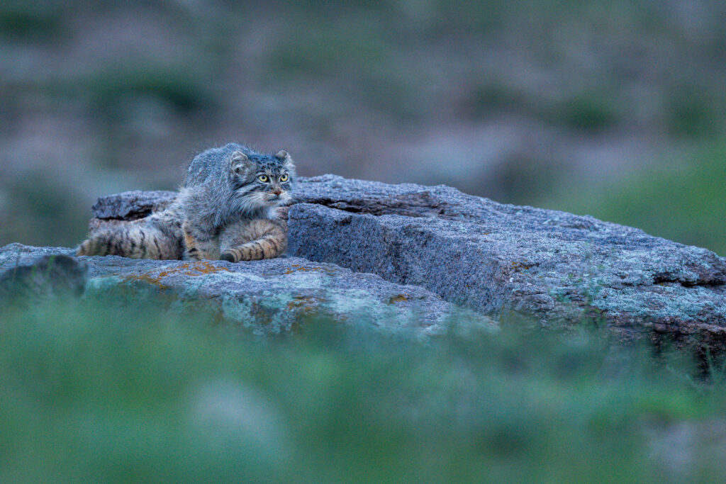 Manul female, Nutella, nursing kittens at den. Taken during our second 2025 manul of Mongolia photo tour.