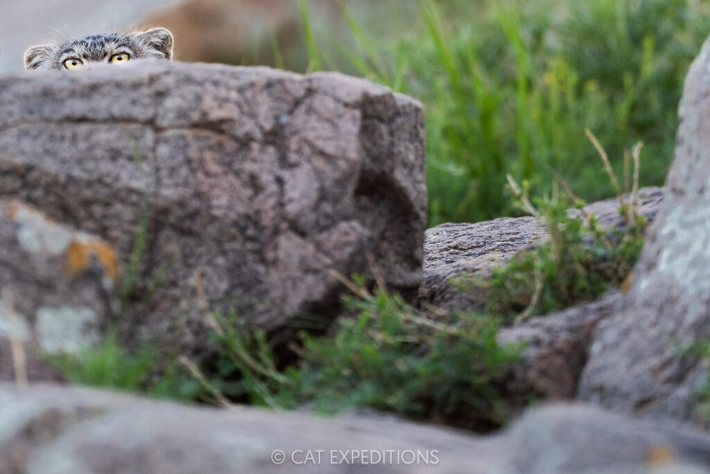 Nutella, our female manul mother peeking over rocks. Taken during our Manul of Mongolia Photo Tour in 2025.