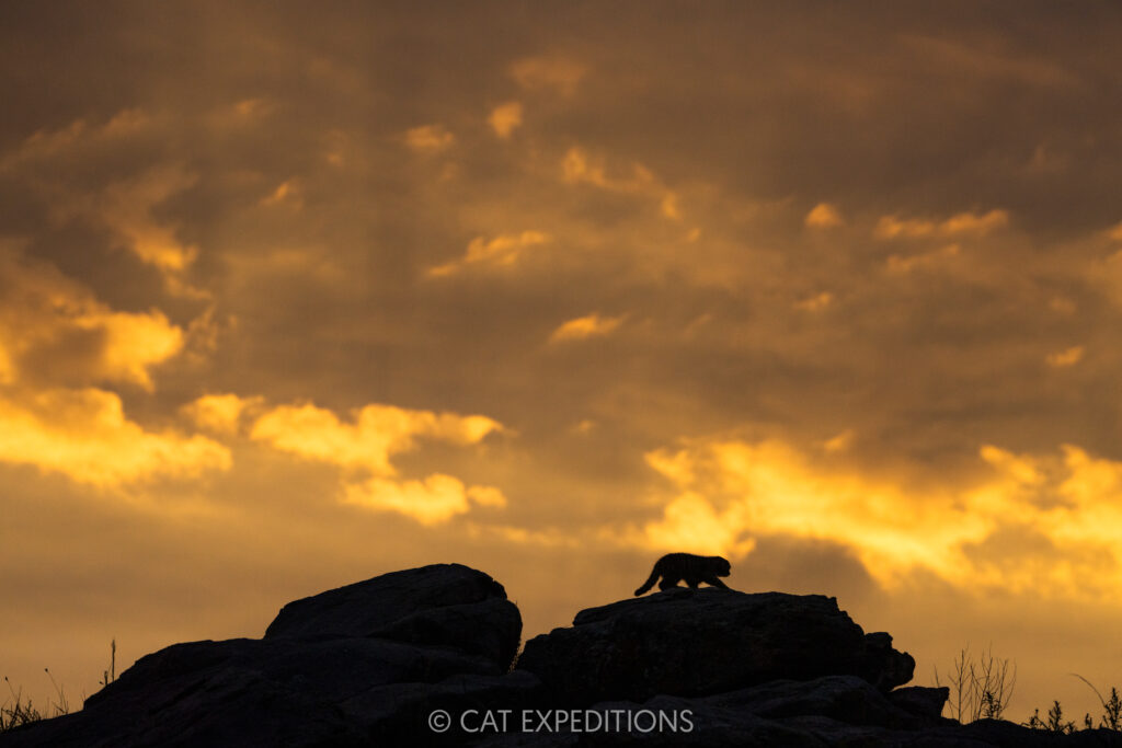 Manul kitten silhouetted at sunrise, taken during our third manul of Mongolia photo tour in 2025.