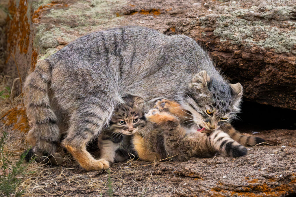 Female manul, Nutella, licking and playing with four month old kittens. Taken during our 2025 manul of Mongolia photo tour.