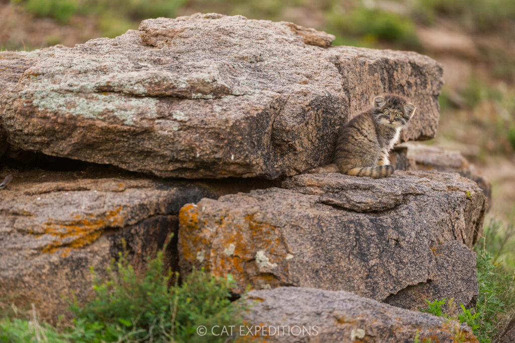 The third manul kitten, alone at the den.