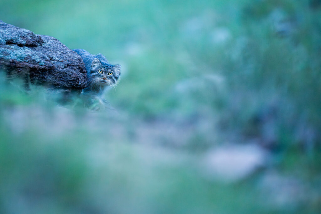 Manul female, Nutella, at den. Taken during our second 2025 manul of Mongolia photo tour.