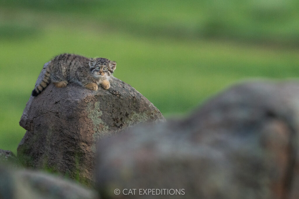 Manul kitten during our third manul of Mongolia photo tour in 2025.