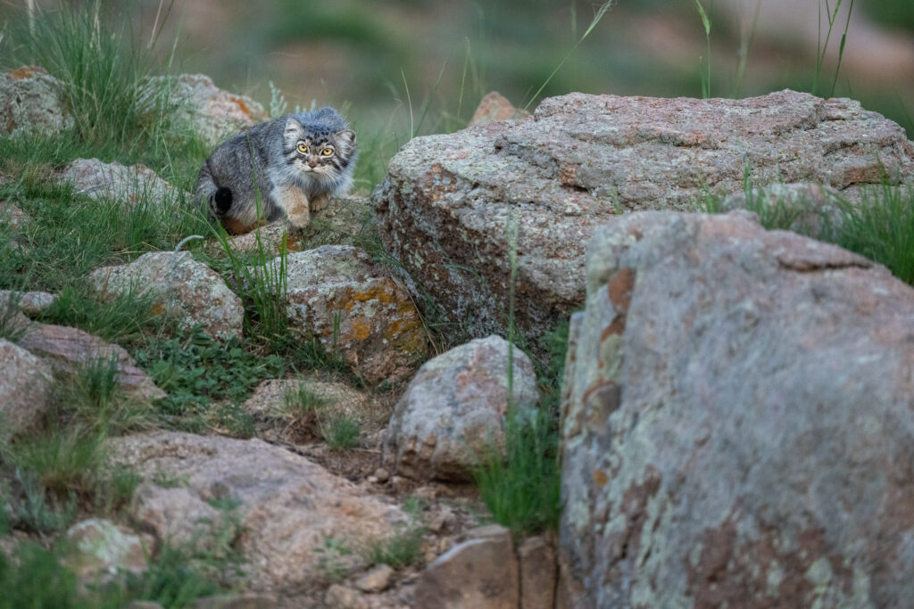 Manul female, Marmite. Taken during our second 2025 manul of Mongolia photo tour.
