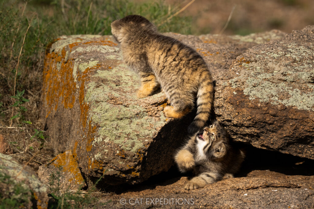 Manul kittens playing at den during our second manul of Mongolia photo tour in 2025.