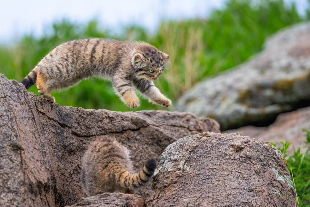 Manul kittens playing at den during our third manul of Mongolia photo tour in 2025.