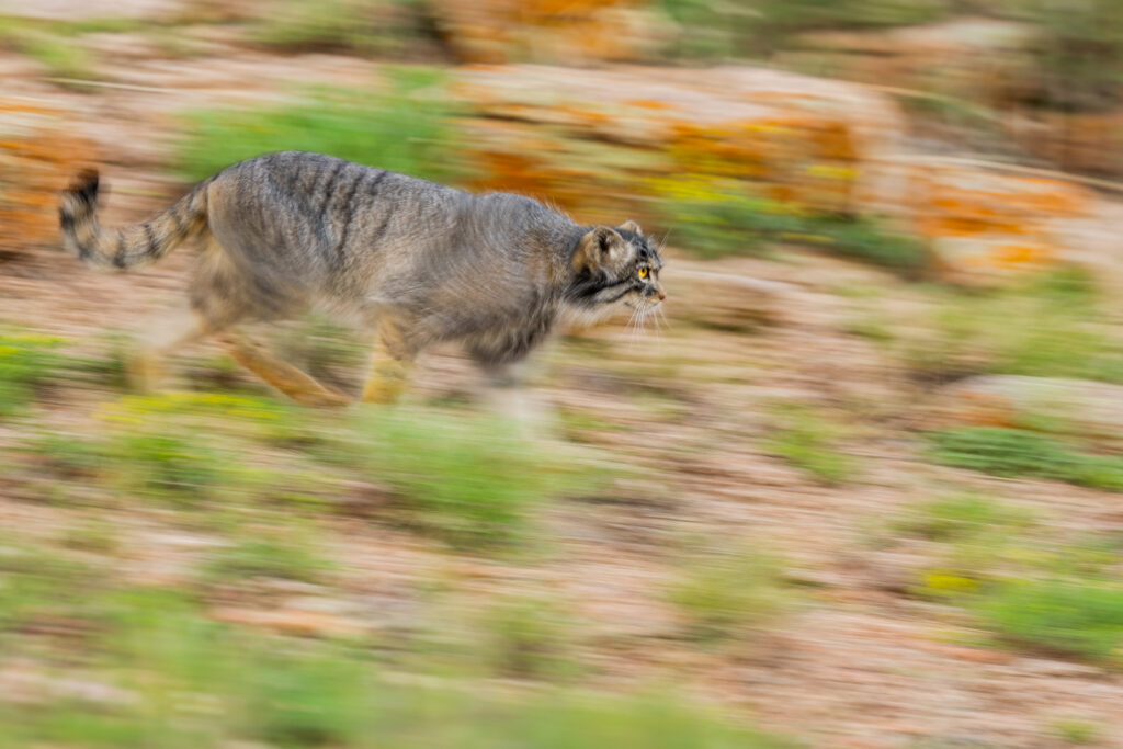 Manul female, Nutella, running in Mongolia. Taken during our second 2025 manul of Mongolia photo tour.