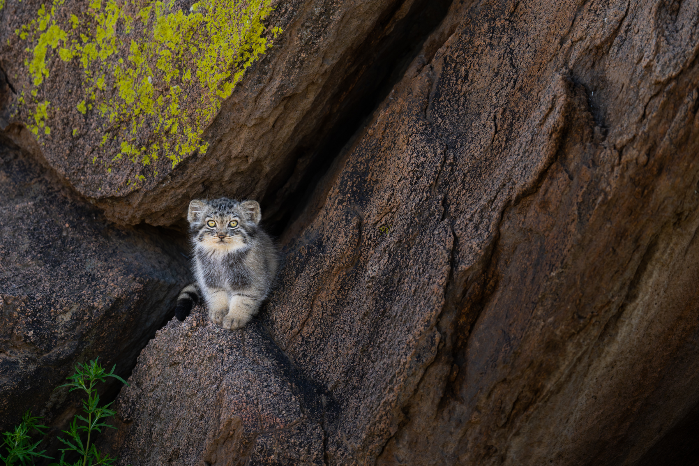 Featured image for “Manul of Mongolia 2025 Trip Report – Tour 2”