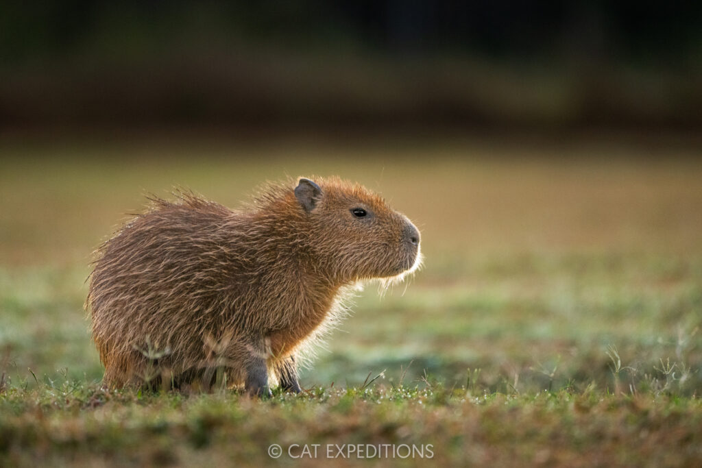 Capybara baby, taken during our Pantanal Photo Tour 2025.