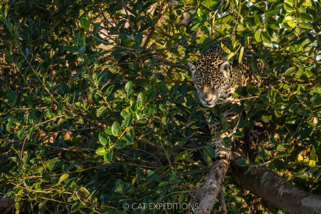 Jaguar female, Medrosa, camouflaged in tree while hunting caiman from tree, taken during our Pantanal Photo Tour 2025