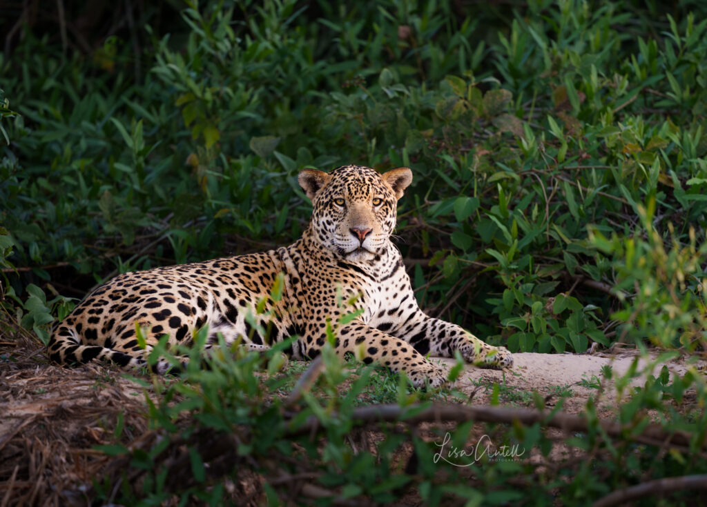 Jaguar male, Medrosa, statuesquely sitting on riverbank, taken during our Pantanal Photo Tour 2025