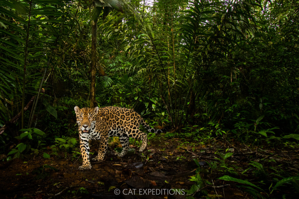 Jaguar (Panthera onca) male in tropical rainforest, Mamoni Valley, Panama